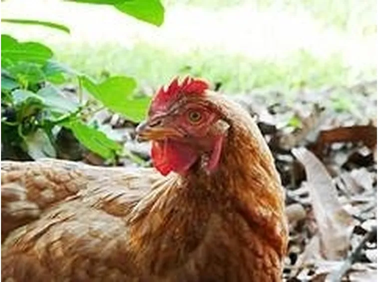 galline ovaiole