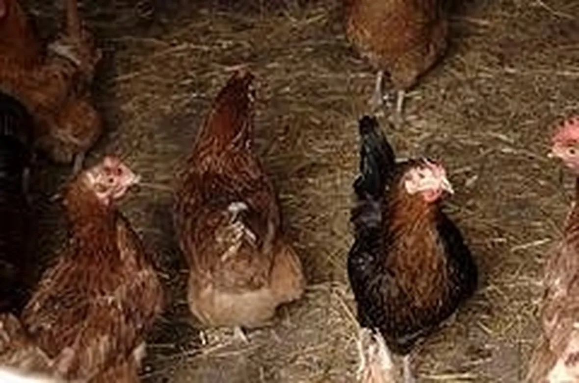 galline ovaiole