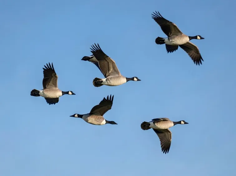 Oche selvatiche in volo
