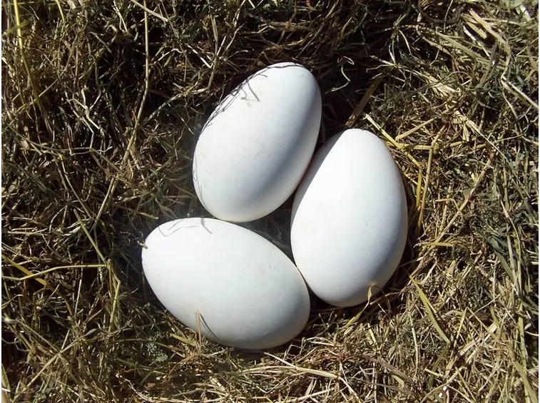 Uova di oche selvatiche