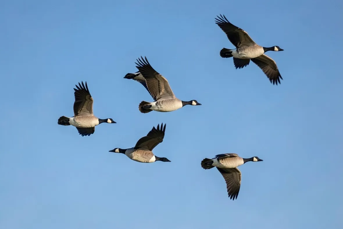 Oche selvatiche in volo