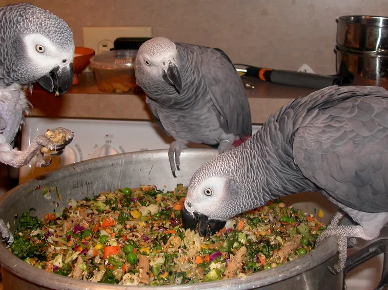 Cenerini che si alimentano