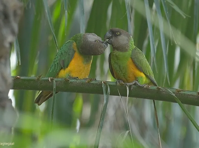 Due pappagalli del Senegal in natura