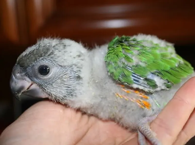 Un piccolo del pappagallo del Senegal