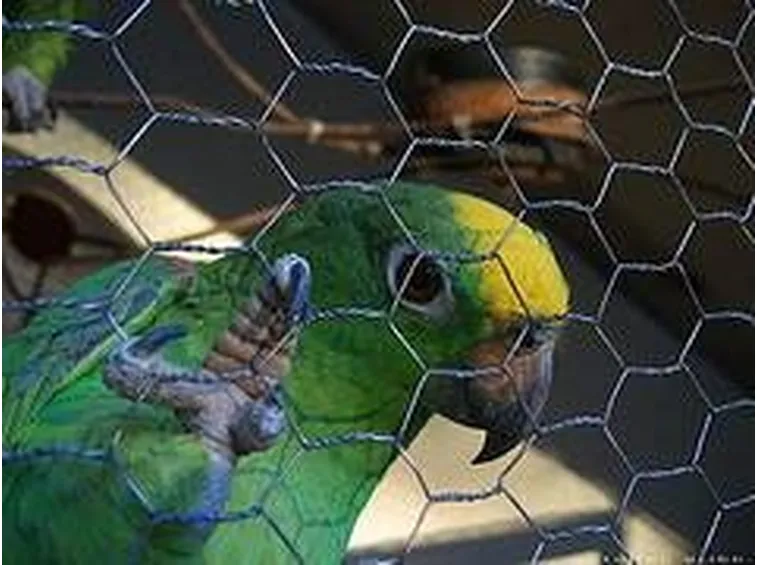 Pappagallo verde