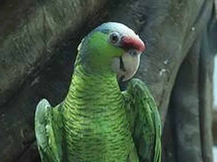 pappagallo verde