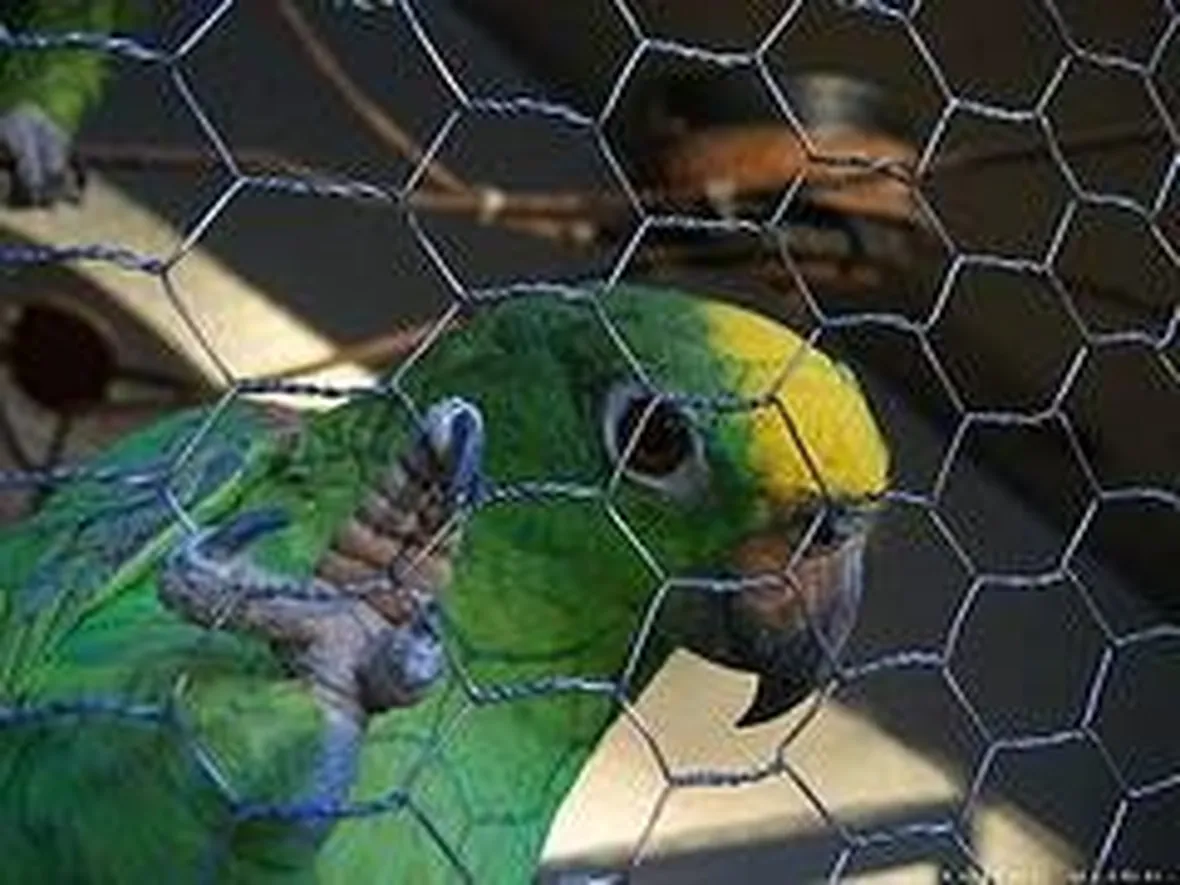 Pappagallo verde