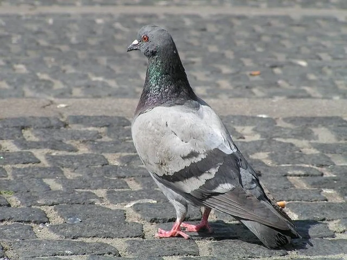 Colombella