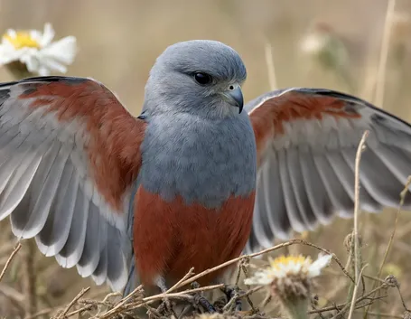 falco cuculo