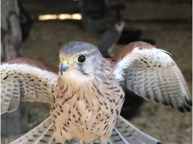 falco cuculo