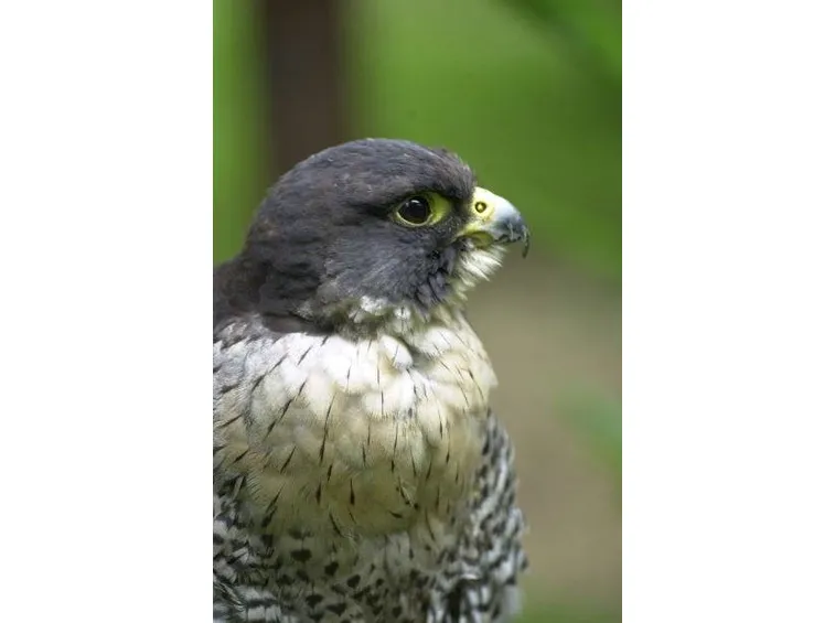 falco della regina