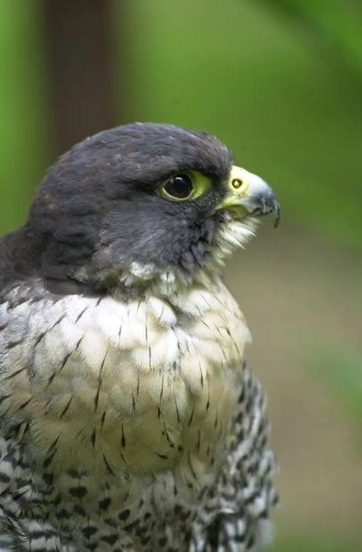 falco della regina