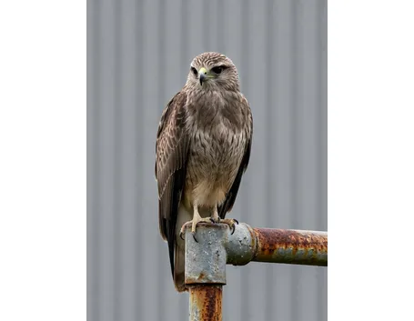 falco di palude