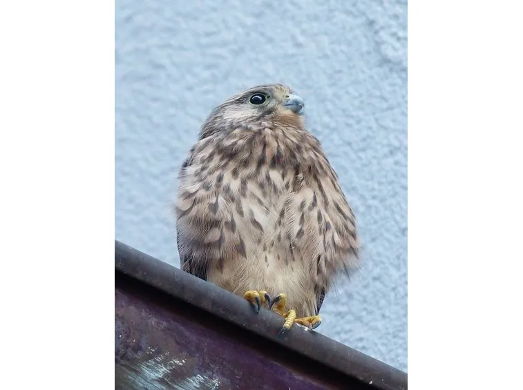 falco di palude