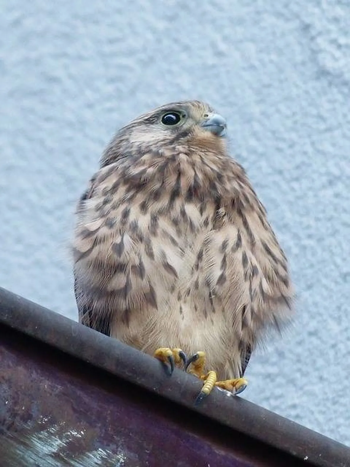 falco di palude
