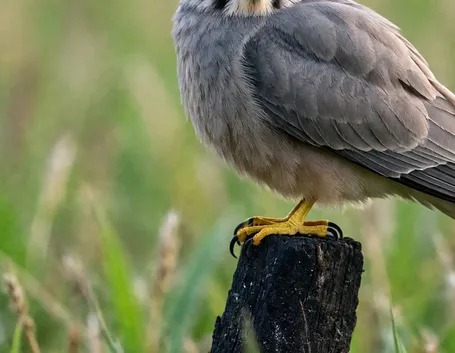 falco grillaio