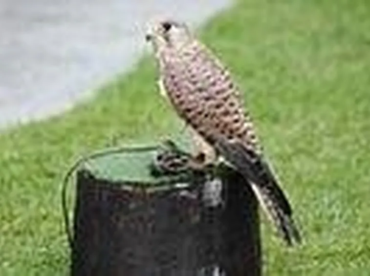 falco grillaio