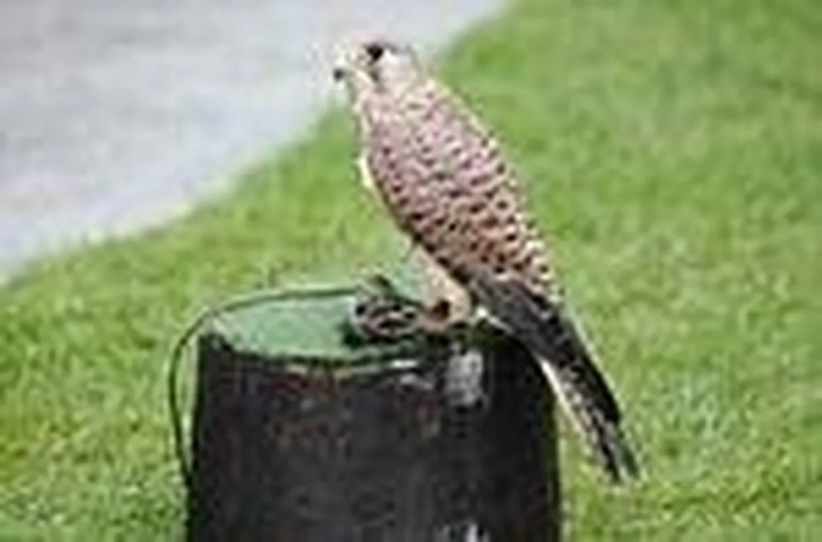 falco grillaio