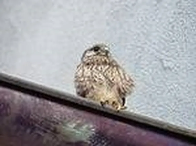 falco pecchiaiolo