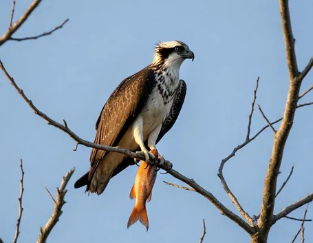 falco pescatore