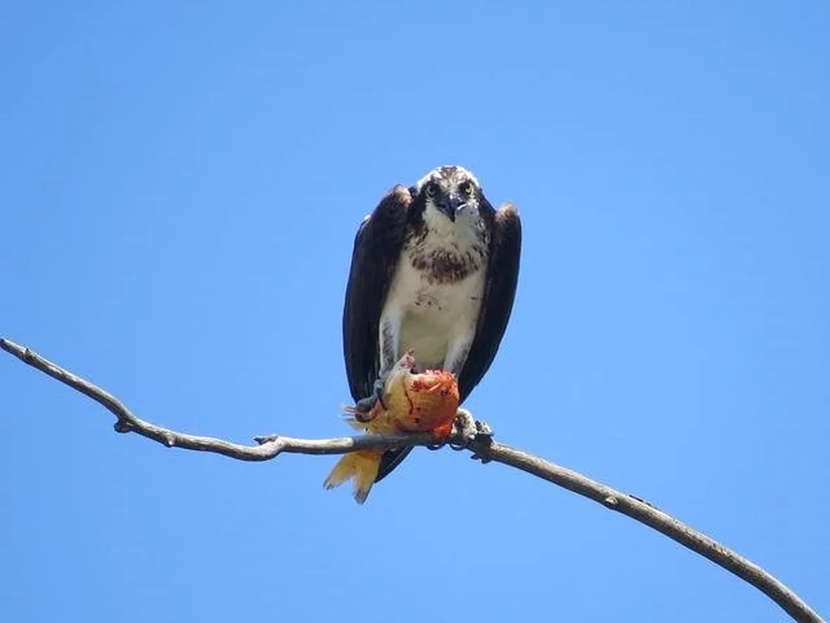 falco pescatore