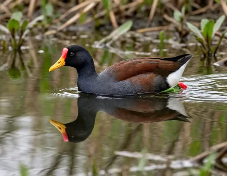 Gallinella d'acqua