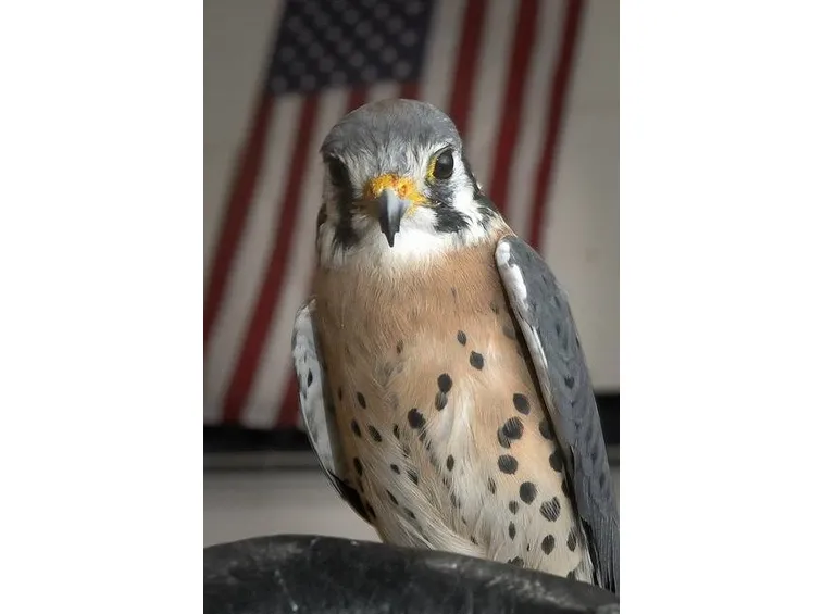gheppio