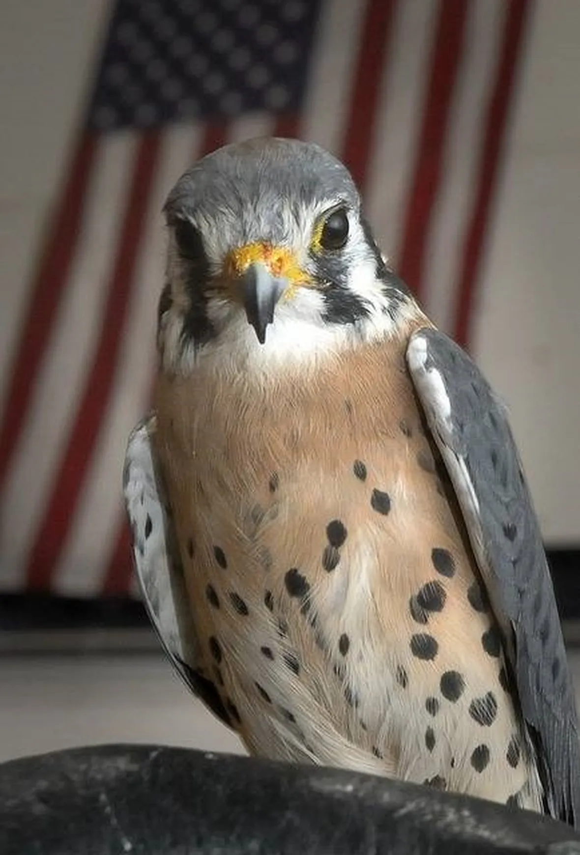 gheppio