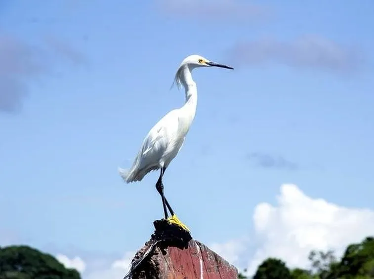 airone bianco maggiore