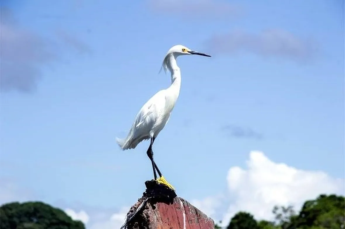 airone bianco maggiore
