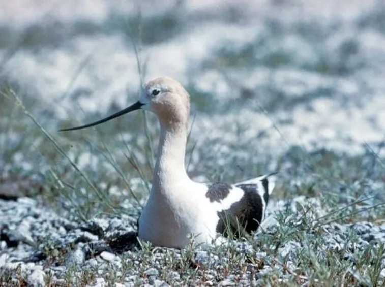avocetta