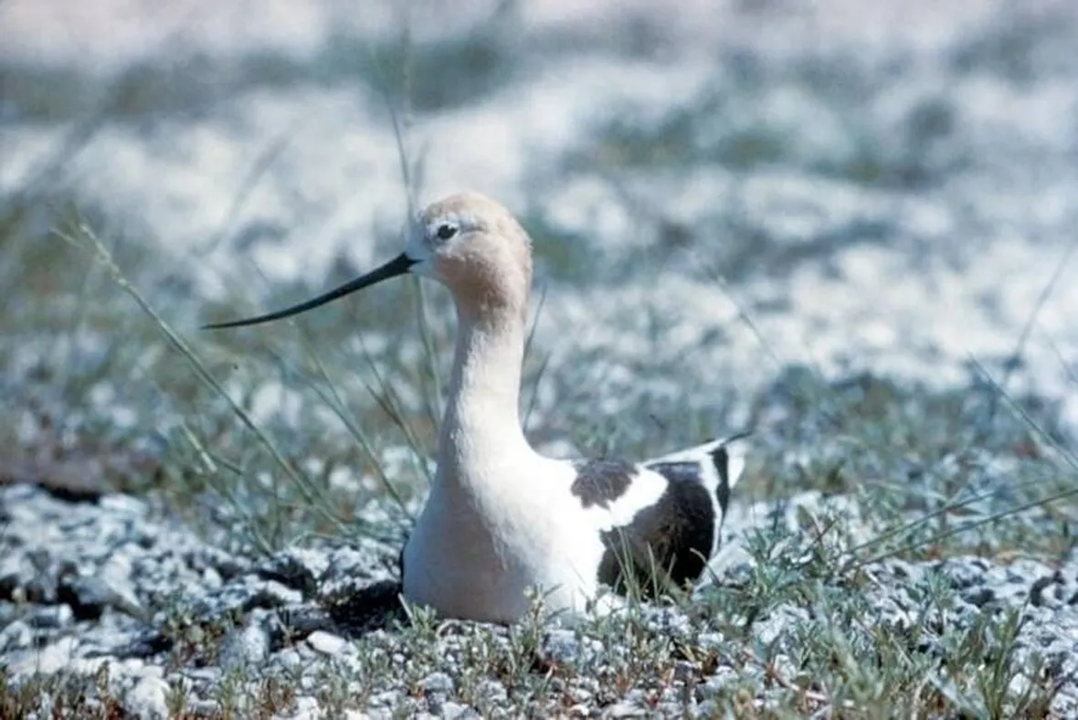 avocetta