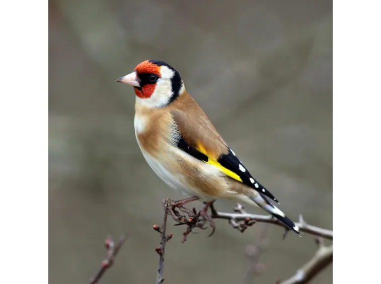 canto cardellino