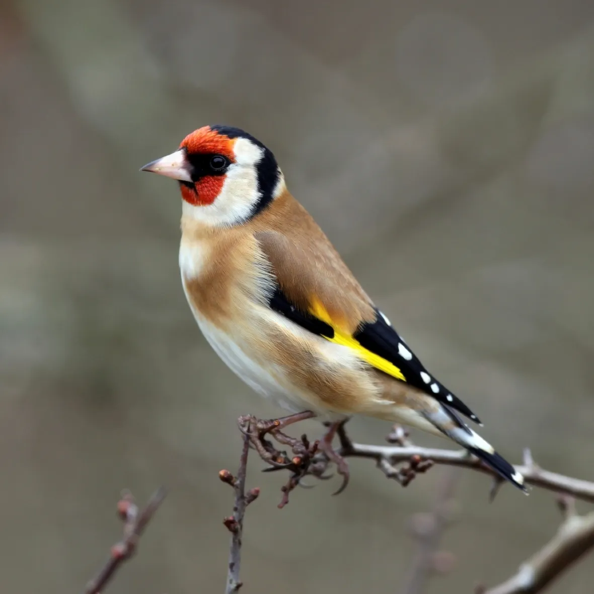 canto cardellino