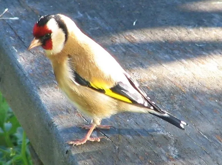 cardellino