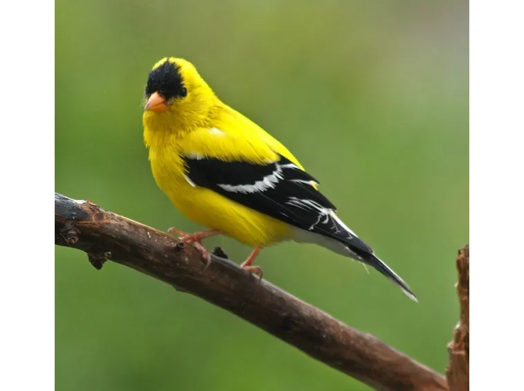cardellino