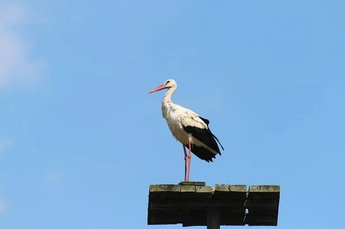 cicogna bianca