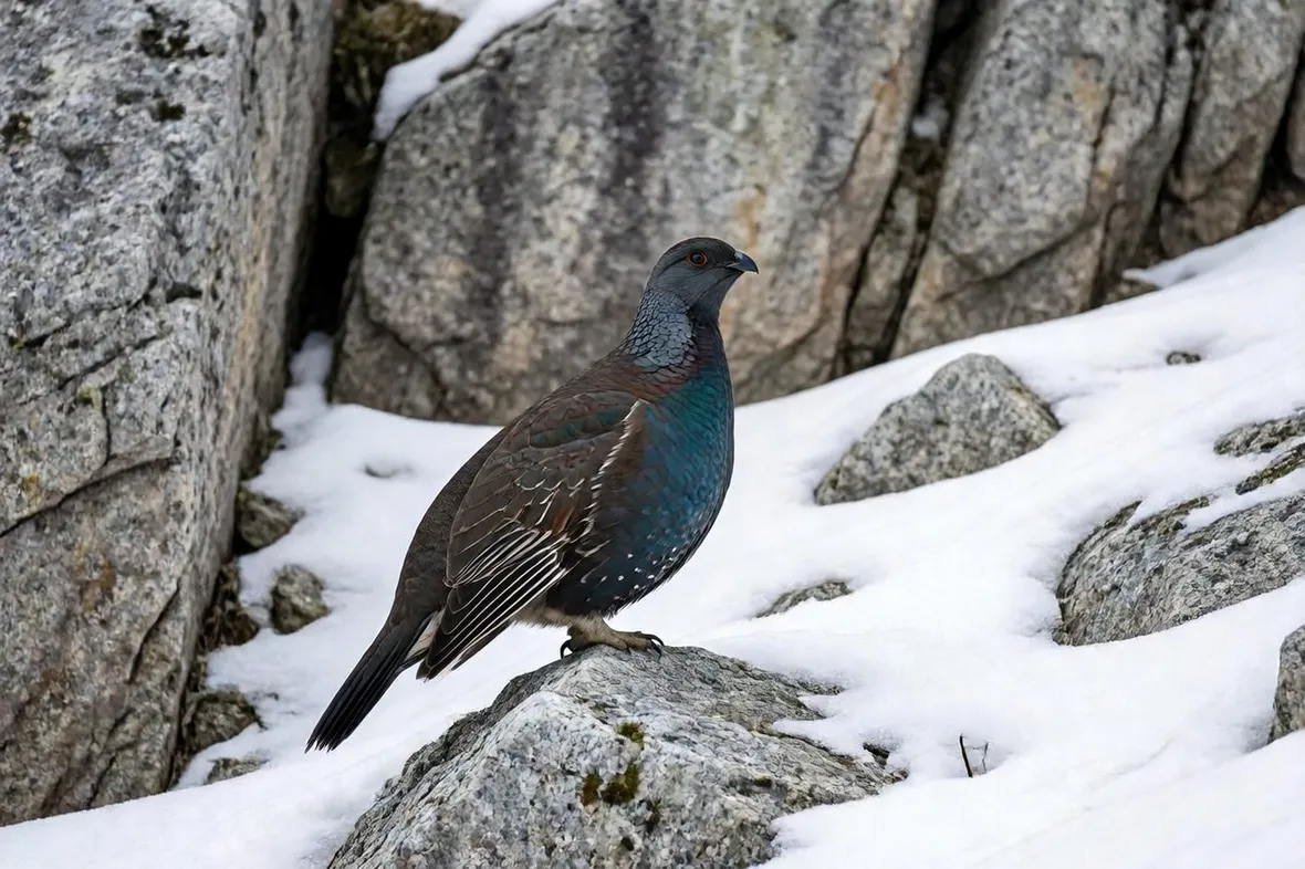 Gallo cedrone