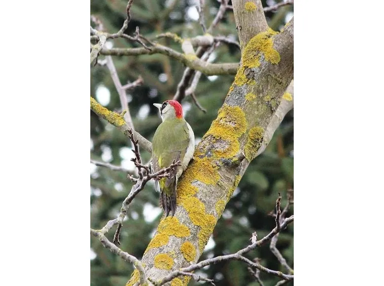 picchio verde