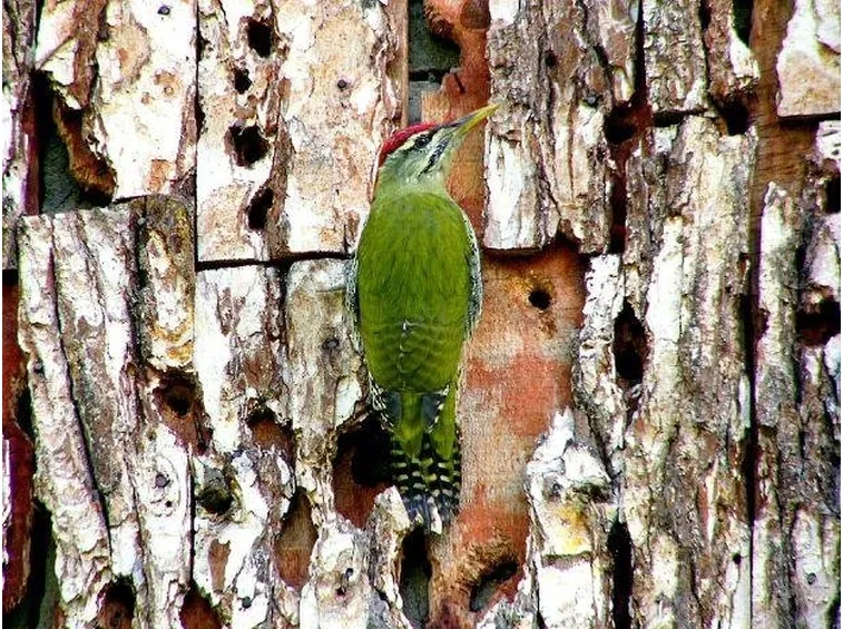 picchio verde