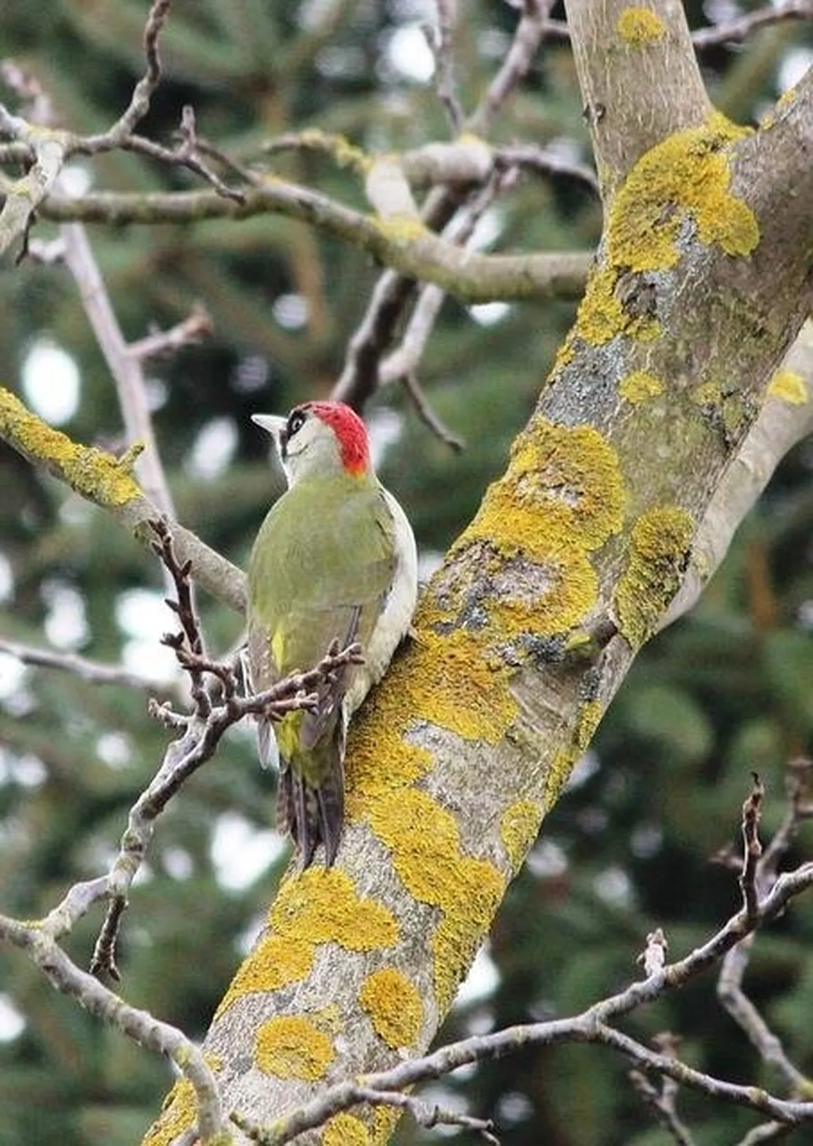 picchio verde