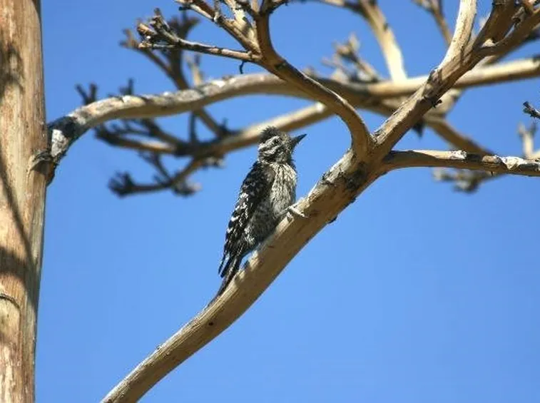 torcicollo