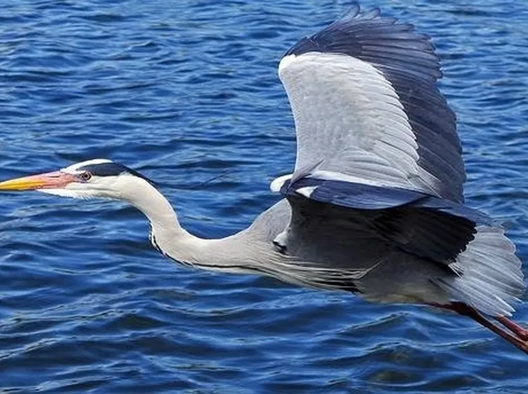 uccelli italiani