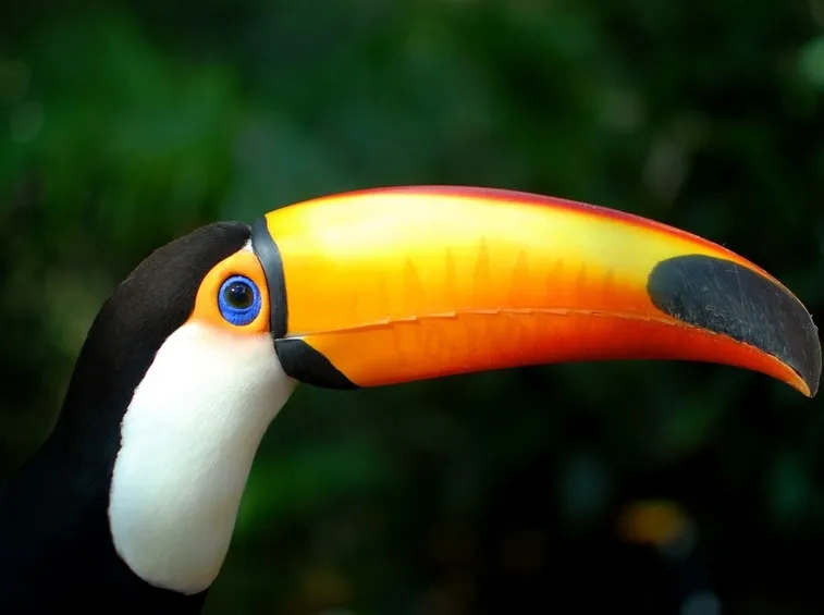 Il becco del tucano è lungo 19 centimetri