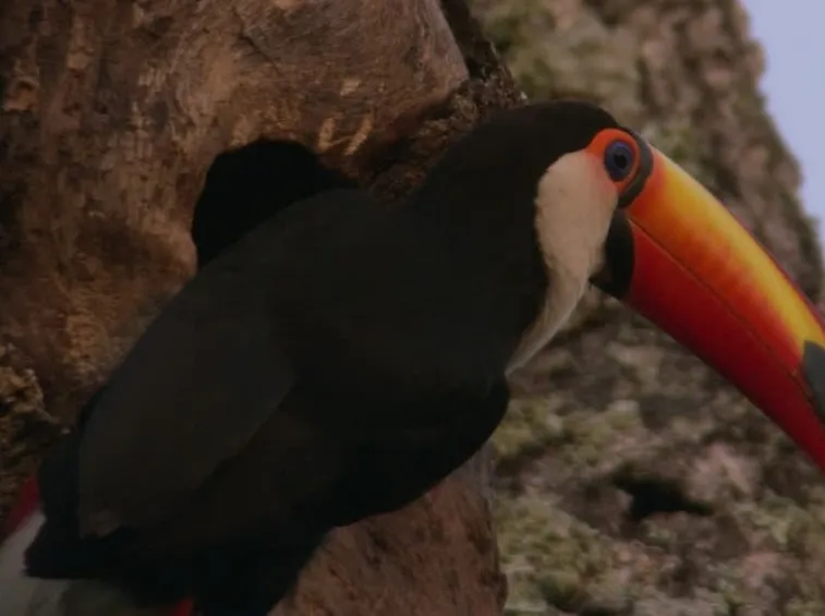 Il tucano nidifica nelle cavità degli alberi