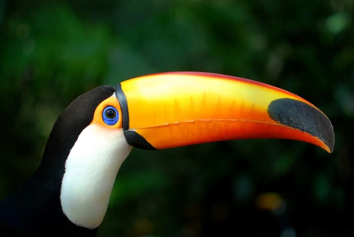Il becco del tucano è lungo 19 centimetri