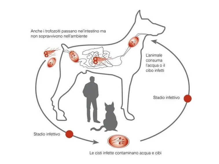 Ciclo della giardia nel cane