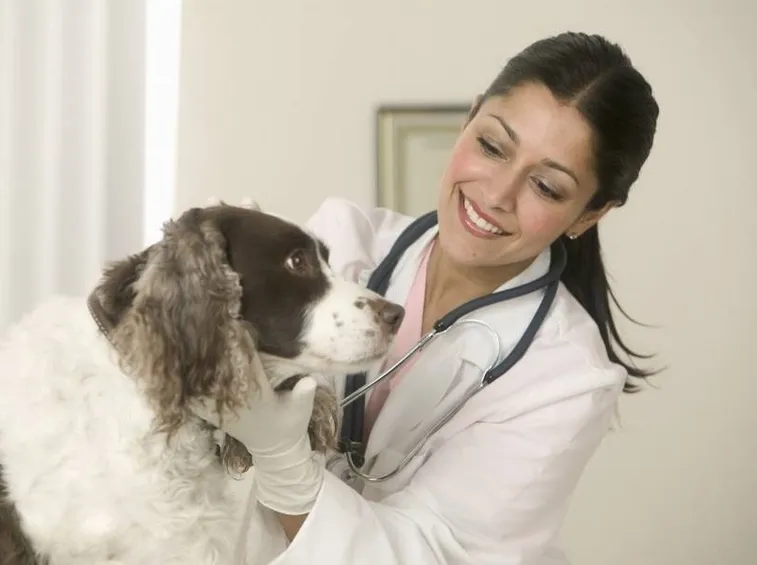 Visita cane dal veterinario