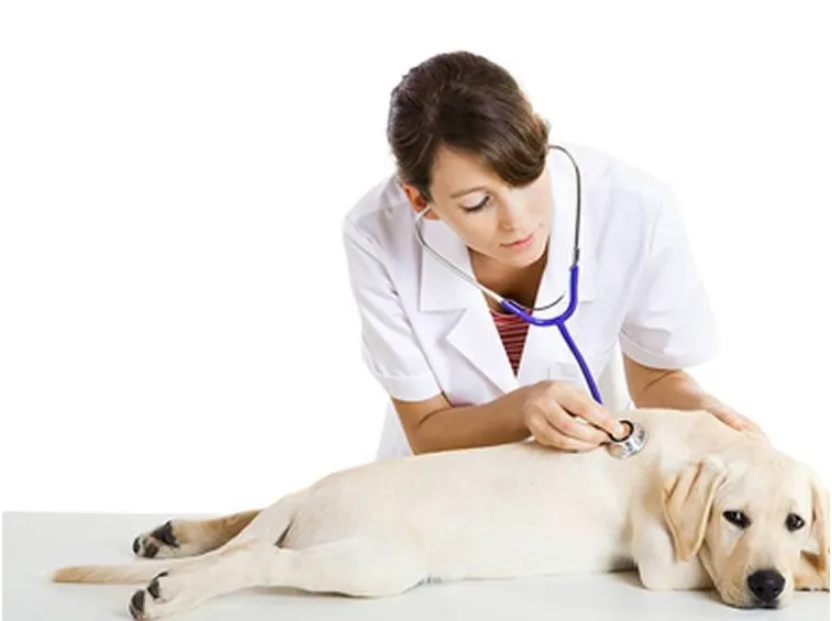 Cane dal veterinario