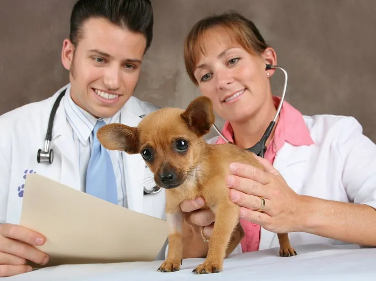Cane dal veterinario